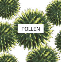 Pollen Fort Worth TX